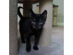 Adopt Cosmo a Domestic Short Hair