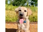 Adopt Huckleberry a Mixed Breed