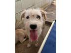Adopt Mayo a Terrier