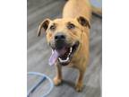 Adopt Argon a Black Mouth Cur, Mixed Breed