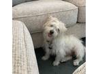 Adopt Manny a West Highland White Terrier / Westie
