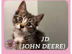 Adopt JD (John Deere) a Domestic Short Hair