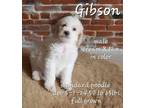 Adopt Gibson a Poodle