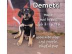 Adopt Demetri a Mixed Breed