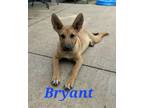 Adopt Byant a Mixed Breed