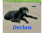 Adopt Declan a Mixed Breed