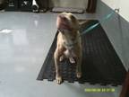 Adopt 2758 a Pit Bull Terrier