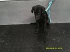 Adopt 2747 a Labrador Retriever