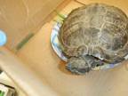 Adopt SPEEDY a Turtle