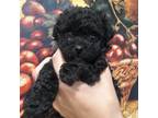 Poodle (Toy) Puppy for sale in Sarasota, FL, USA