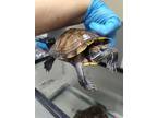Adopt OAKLEY a Turtle