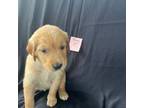 Golden Retriever Puppy for sale in North Port, FL, USA