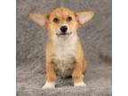 Pembroke Welsh Corgi Puppy for sale in Dundee, OH, USA