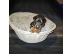 Doberman Puppy (Orange Collar)