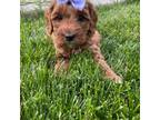 Mutt Puppy for sale in Millersburg, OH, USA