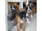 Boxer Puppy for sale in Sunbury, OH, USA
