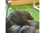 Labrador Retriever Puppy for sale in Woodbury, CT, USA