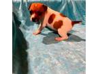 Parson Russell Terrier Puppy for sale in Scottsville, VA, USA