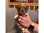 Huxley Huck