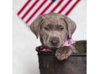 Labrador Retriever Puppy for sale in Centralia, WA, USA