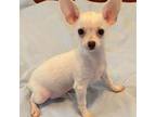Chihuahua Puppy for sale in Seminole, OK, USA