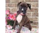 Boxer Puppy for sale in Grabill, IN, USA