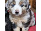 Mutt Puppy for sale in Mansfield, TX, USA