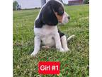 Beagle Puppy for sale in Groton, NY, USA