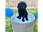 Goldendoodle Puppy for sale in Charleston, SC, USA