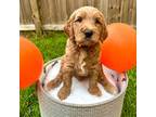 Goldendoodle Puppy for sale in Charleston, SC, USA