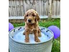 Goldendoodle Puppy for sale in Charleston, SC, USA