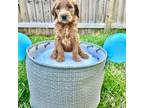 Goldendoodle Puppy for sale in Charleston, SC, USA