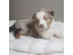 Australian Shepherd Puppy for sale in Milwaukee, WI, USA