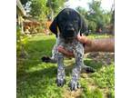 German Shorthaired Pointer Puppy for sale in Rancho Cordova, CA, USA
