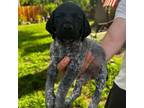 German Shorthaired Pointer Puppy for sale in Rancho Cordova, CA, USA