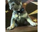 French Bulldog Puppy for sale in Cleburne, TX, USA