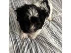 Havanese Puppy for sale in Lithonia, GA, USA