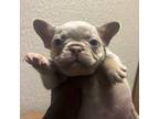 French Bulldog Puppy for sale in Greenfield, WI, USA