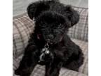 Mutt Puppy for sale in Memphis, TN, USA