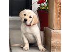 Cavapoo Puppy for sale in Preston, ID, USA