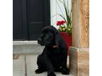Labrador Retriever Puppy for sale in Preston, ID, USA