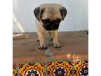 Pug Puppy for sale in Rancho Cucamonga, CA, USA