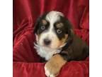 Bernese Mountain Dog Puppy for sale in Lucerne Valley, CA, USA