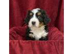 Bernese Mountain Dog Puppy for sale in Lucerne Valley, CA, USA