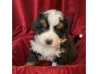 Bernese Mountain Dog Puppy for sale in Lucerne Valley, CA, USA