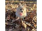 Pomeranian Puppy for sale in Columbia, MO, USA