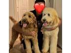 Goldendoodle Puppy for sale in Eagle Pass, TX, USA