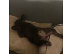 French Bulldog Puppy for sale in Stone Mountain, GA, USA
