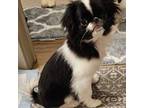 Japanese Chin Puppy for sale in Buffalo, NY, USA