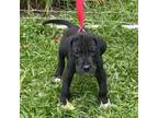 Great Dane Puppy for sale in Star, NC, USA